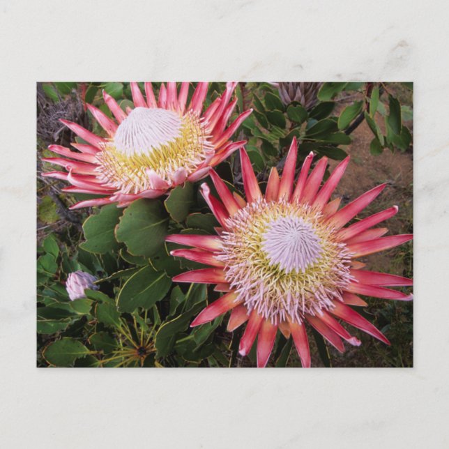 Postal King Protea (Protea Cynaroides), Helderberg (Anverso)