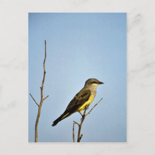 Postal Kingbird