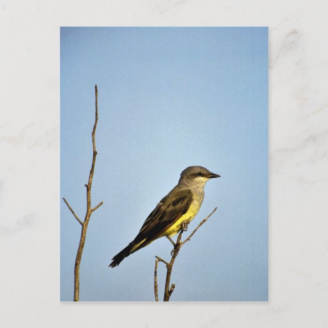 Postal Kingbird (Anverso)