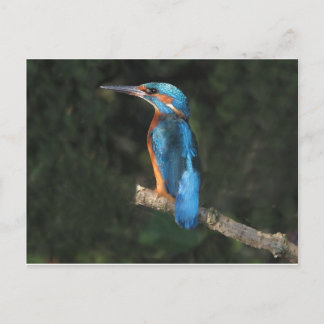 Postal Kingfisher