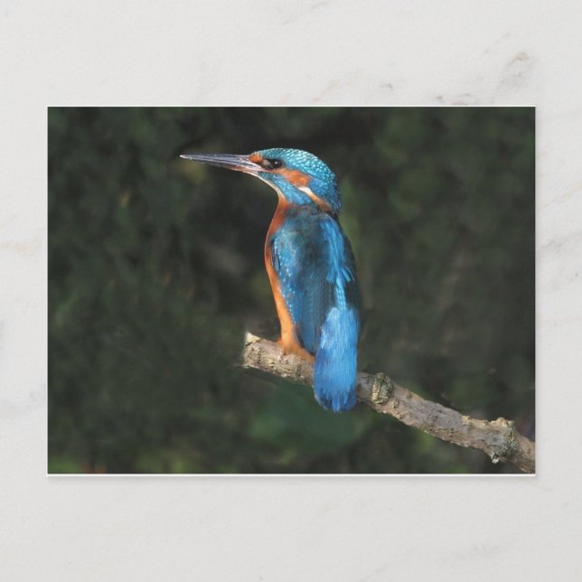 Postal Kingfisher (Anverso)