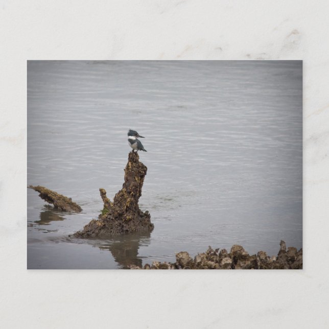 Postal Kingfisher (Anverso)