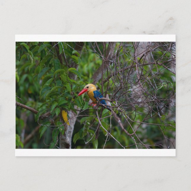Postal Kingfisher (Anverso)