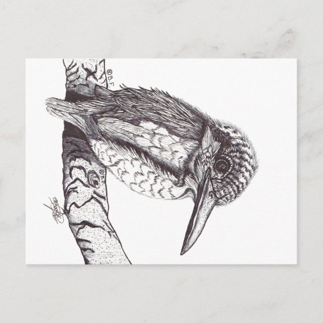 POSTAL KINGFISHER (Anverso)