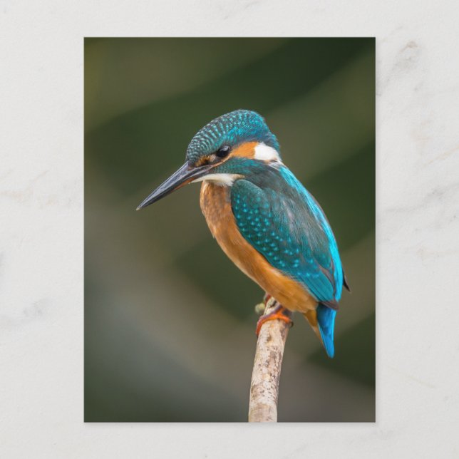 Postal Kingfisher (Anverso)