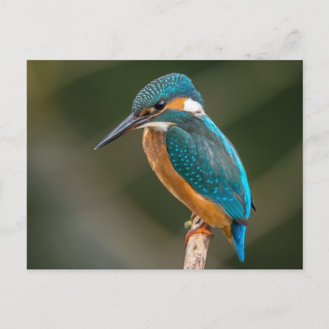 Postal Kingfisher (Anverso)