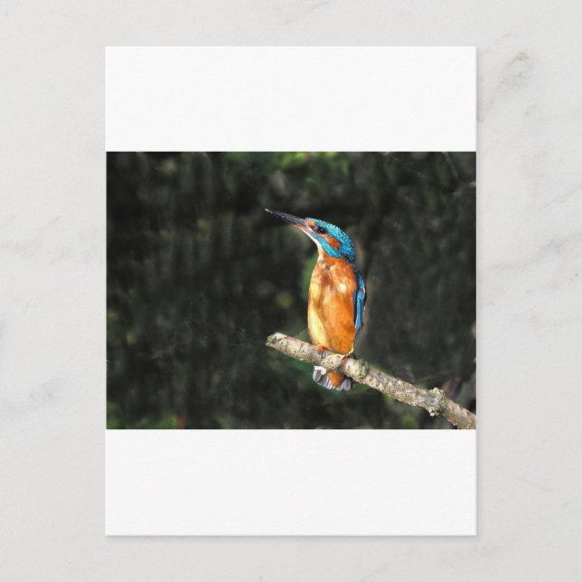 Postal Kingfisher (Anverso)