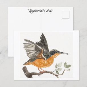 Postal Kingfisher (1688-1698), por Johan Teyler (1648-170