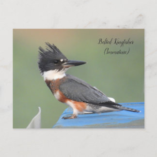 Postal Kingfisher con correa (inmaduro)