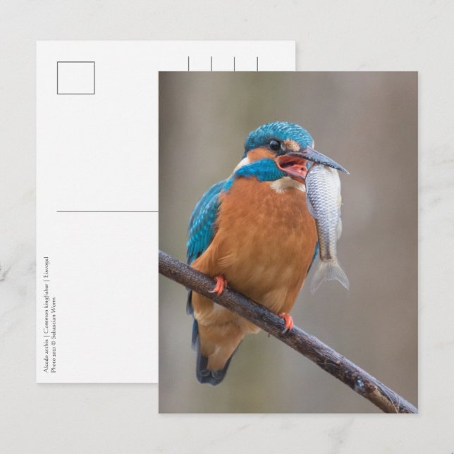 Postal Kingfisher con foto natural de Prey (Anverso / Reverso)