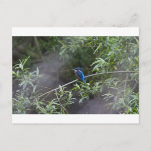 Postal kingfisher.jpg