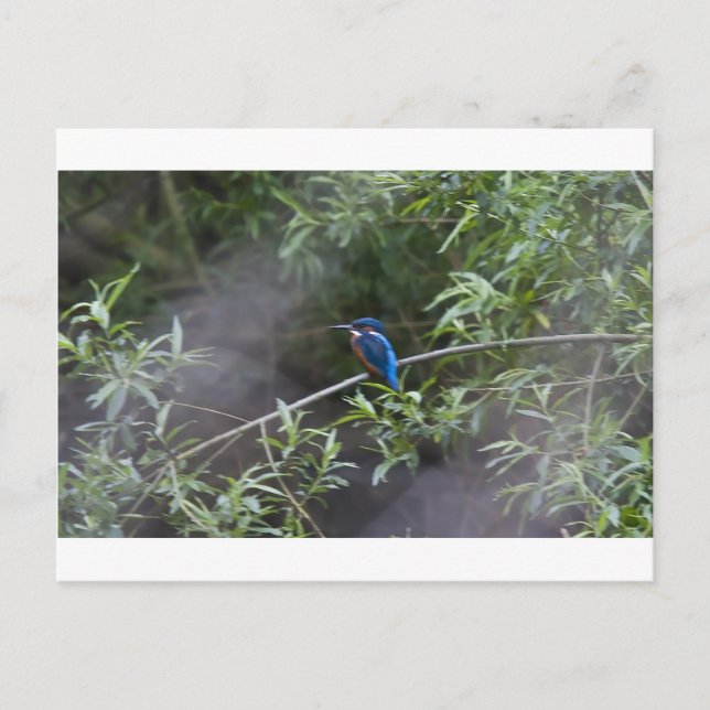 Postal kingfisher.jpg (Anverso)