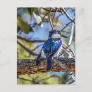 POSTAL KINGFISHER RURAL QUEENSLAND AUSTRALIA