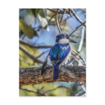 KINGFISHER RURAL QUEENSLAND AUSTRALIA