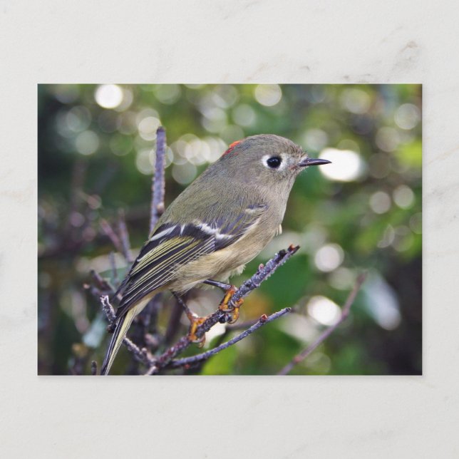 Postal Kinglet (Anverso)