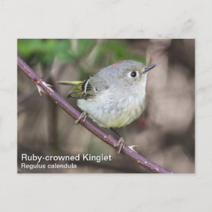 Postal Kinglet