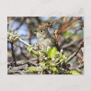 Postal Kinglet