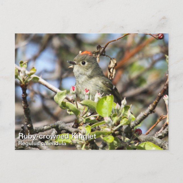 Postal Kinglet (Anverso)
