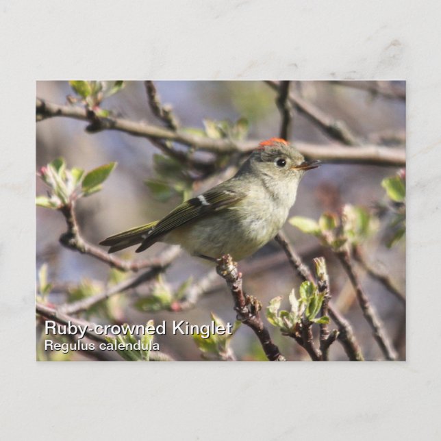 Postal Kinglet (Anverso)