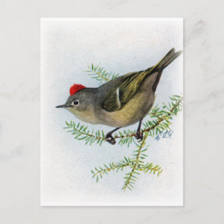 Postal Kinglet