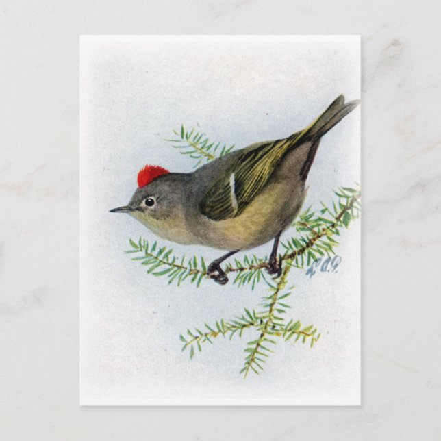 Postal Kinglet (Anverso)