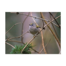 Kinglet