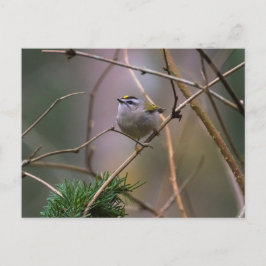 Postal Kinglet