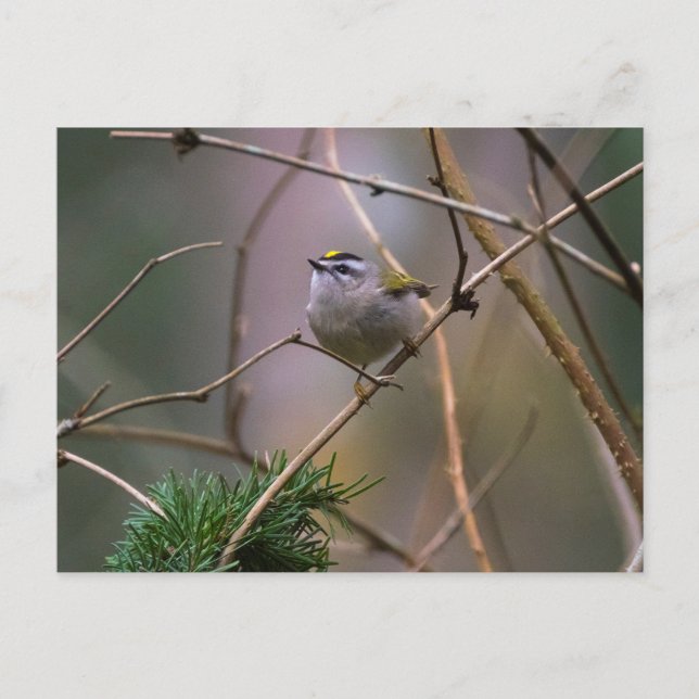 Postal Kinglet (Anverso)
