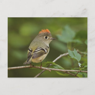 Postal Kinglet coronado por Ruby, Regulus calendula
