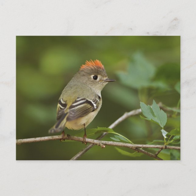 Postal Kinglet coronado por Ruby, Regulus calendula (Anverso)