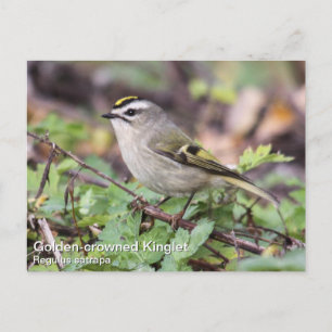 Postal Kinglet de corona dorada