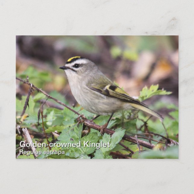 Postal Kinglet de corona dorada (Anverso)