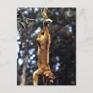 Postal Kinkajou (Sabor de fotos)