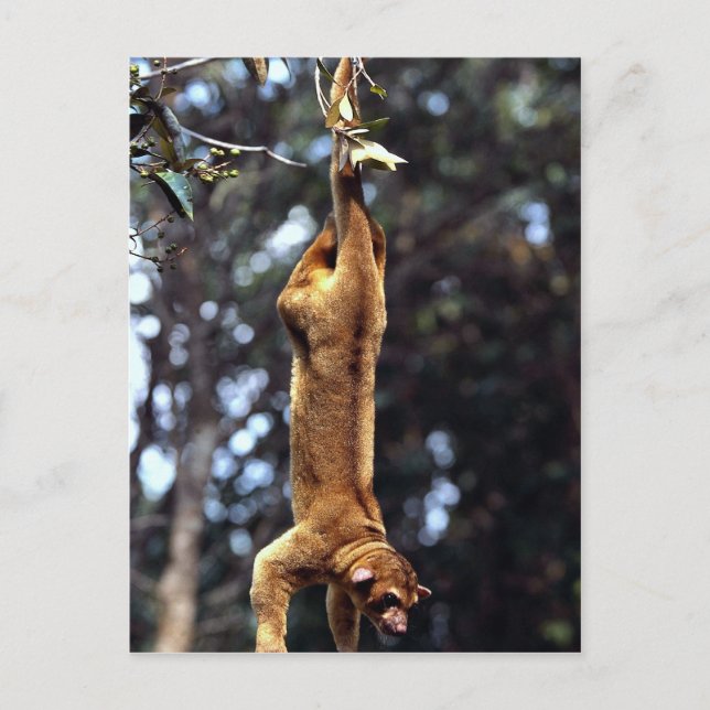 Postal Kinkajou (Sabor de fotos) (Anverso)