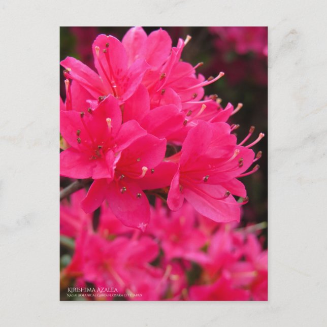 Postal Kirishima Azalea (Anverso)