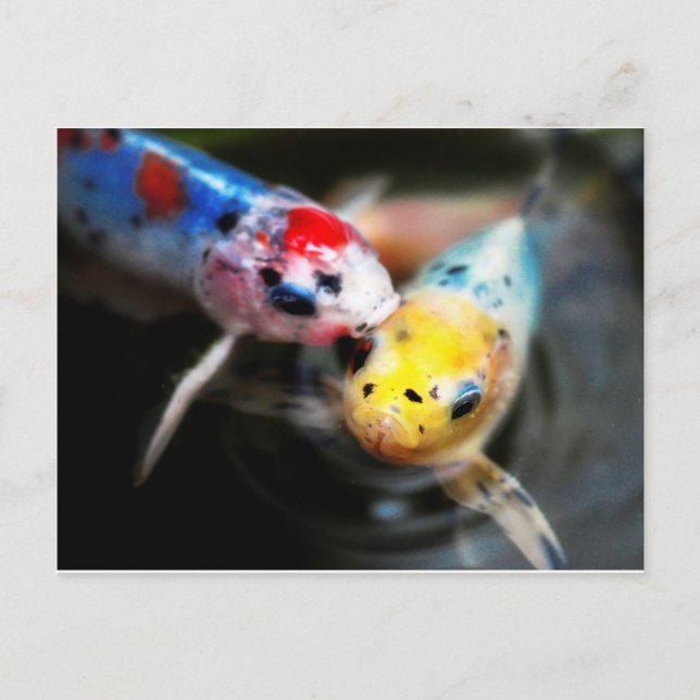 Postal Kissing fish (Anverso)