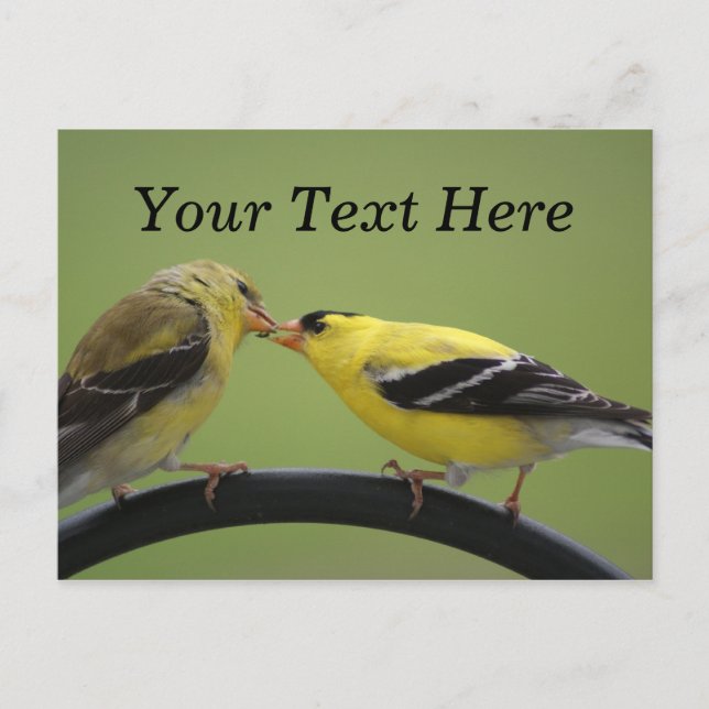 Postal Kissing Goldfinches (Anverso)