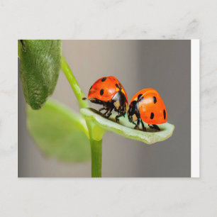 Postal Kissing Ladybugs