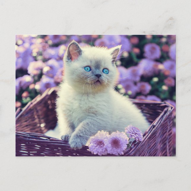 Postal Kit de Foto Propia Gatito Flores de Lila (Anverso)