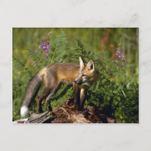 Postal Kit de Fox Roja