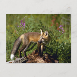 Postal Kit de Fox Roja