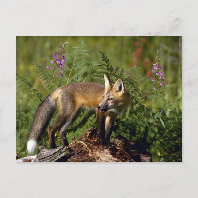 Postal Kit de Fox Roja (Anverso)