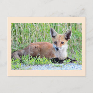 Postal Kit Red Fox