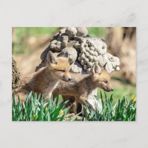 Postal Kits de Fox en el Valle de Hudson