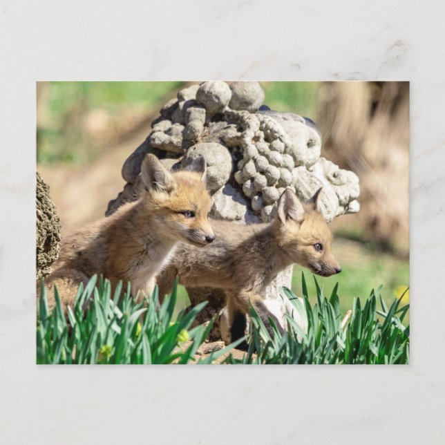 Postal Kits de Fox en el Valle de Hudson (Anverso)