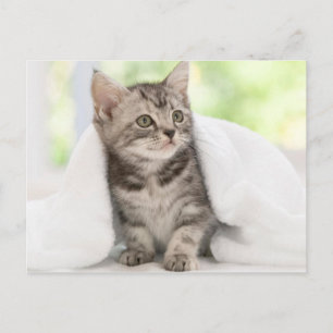 Postal Kitten