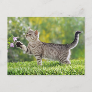 Postal Kitten