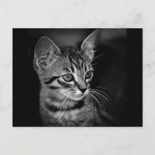 Postal kitten-405331 gato blanco negro gatito blanco NEGR