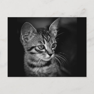 Postal kitten-405331 gato blanco negro gatito blanco NEGR
