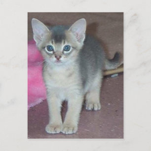 Postal Kitten abysiniano de seis semanas